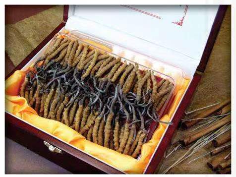 营山冬虫夏草回收